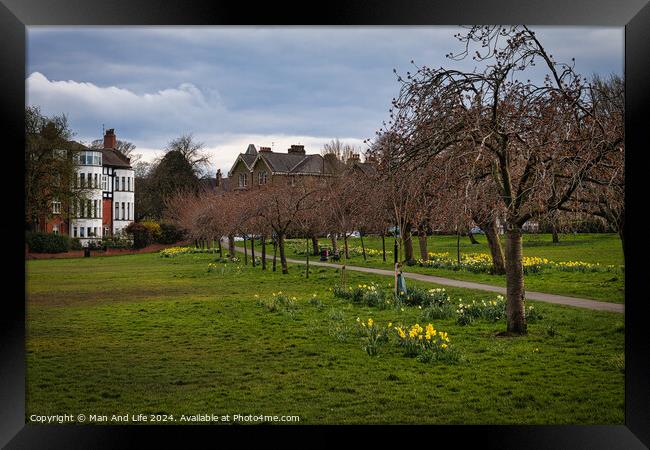 Tranquil park scene with blooming daffodils and bare trees, with a winding path and residential houses in the background under a cloudy sky in Harrogate, North Yorkshire. Framed Print by Man And Life