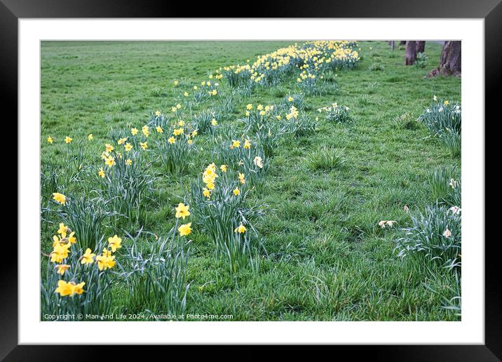 Yellow flowers on the field in the park Framed Mounted Print by Man And Life