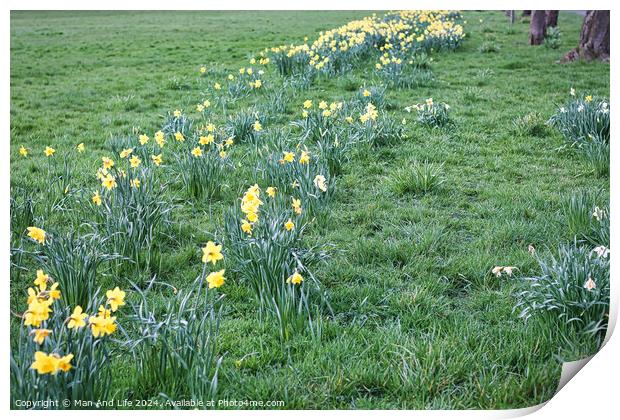 Yellow flowers on the field in the park Print by Man And Life