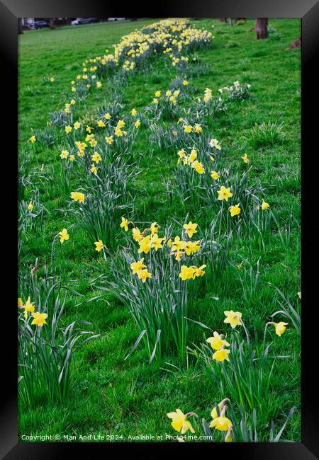 Vibrant yellow daffodils blooming along a winding path in a lush green park, signaling the arrival of spring. Framed Print by Man And Life