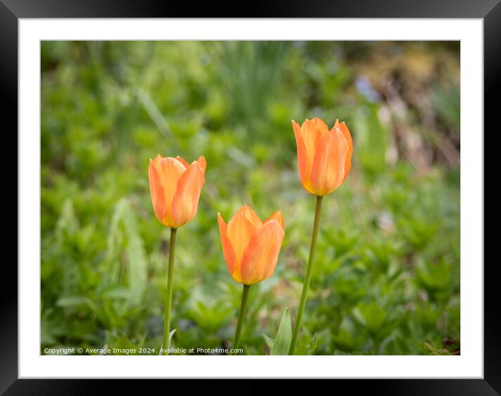 Three orange tulips Framed Mounted Print by Ironbridge Images