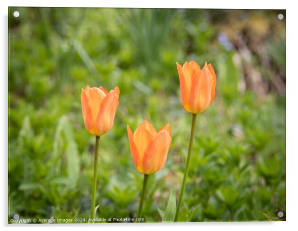 Three orange tulips Acrylic by Ironbridge Images