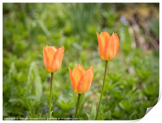 Three orange tulips Print by Ironbridge Images