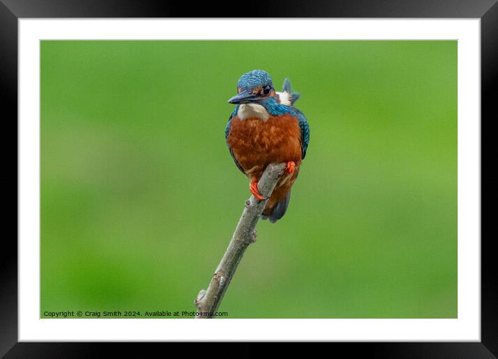 Kingfisher Framed Mounted Print by Craig Smith