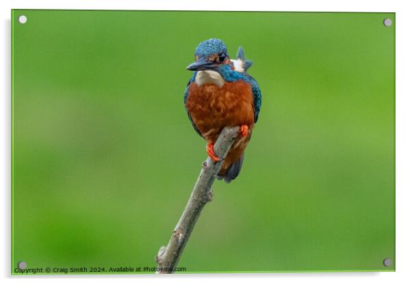 Kingfisher Acrylic by Craig Smith