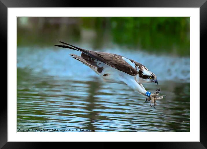 Osprey the dive Framed Mounted Print by Craig Smith