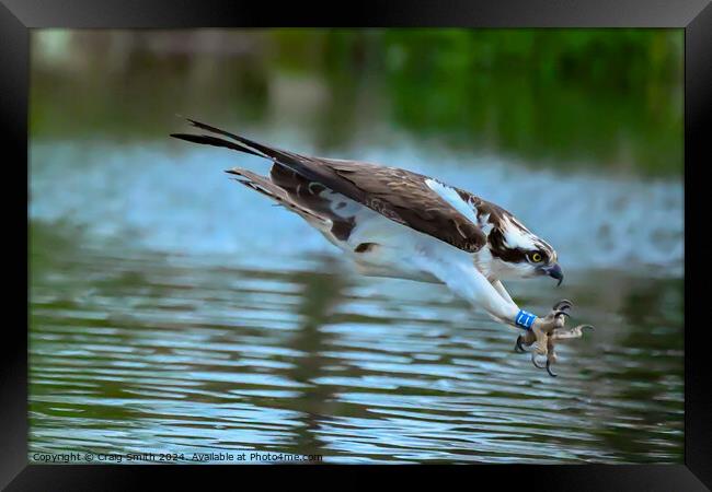 Osprey the dive Framed Print by Craig Smith