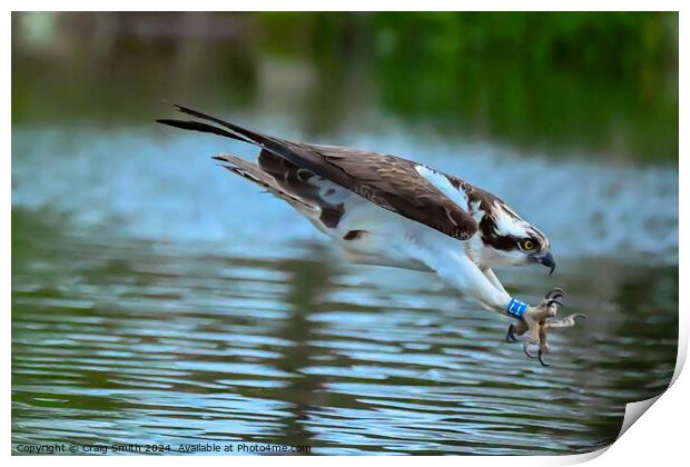 Osprey the dive Print by Craig Smith