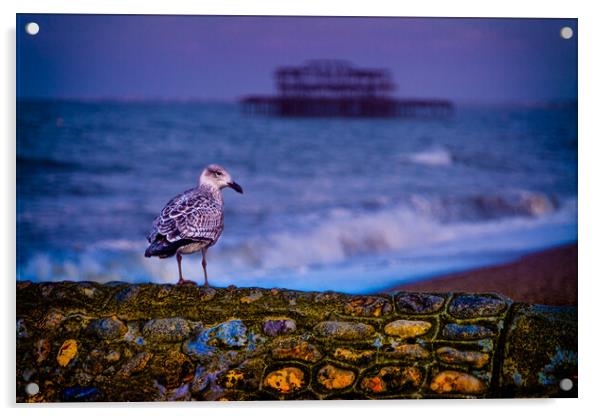 Brighton Baby Seagull Acrylic by Chris Lord