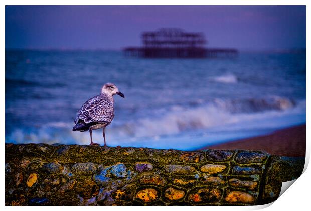 Brighton Baby Seagull Print by Chris Lord