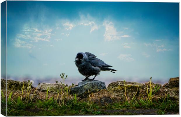 The Curious Jackdaw Canvas Print by Chris Lord
