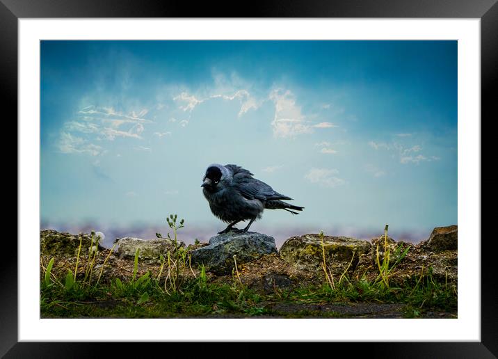 The Curious Jackdaw Framed Mounted Print by Chris Lord