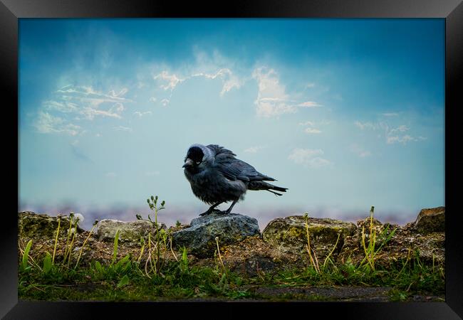 The Curious Jackdaw Framed Print by Chris Lord