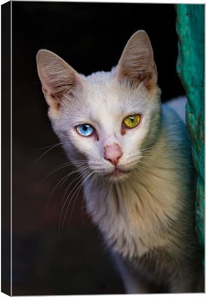 The heterochromic Cat Canvas Print by Chris Lord
