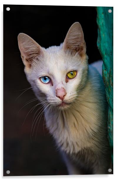 The heterochromic Cat Acrylic by Chris Lord