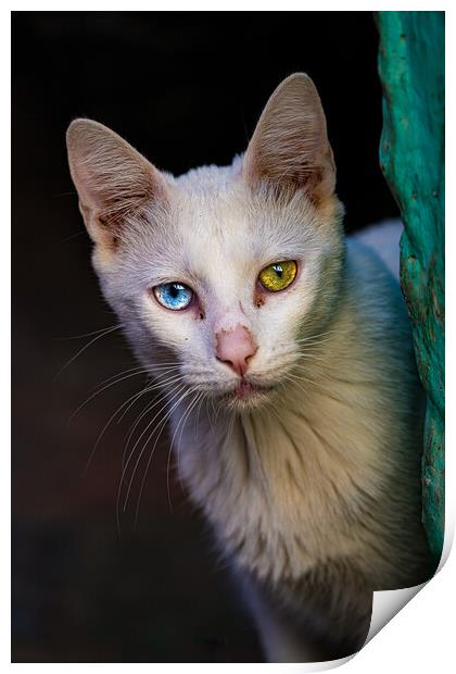 The heterochromic Cat Print by Chris Lord