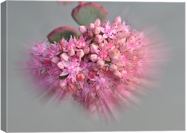 October Daphne Cactus Flower Canvas Print by Elaine Manley