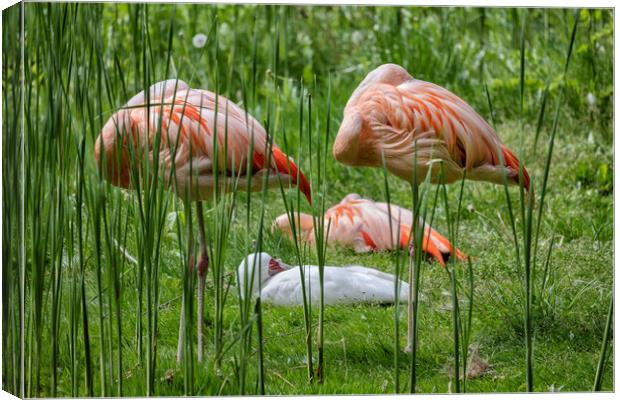 Chilean Flamingo Birds Sleeping Canvas Print by Artur Bogacki