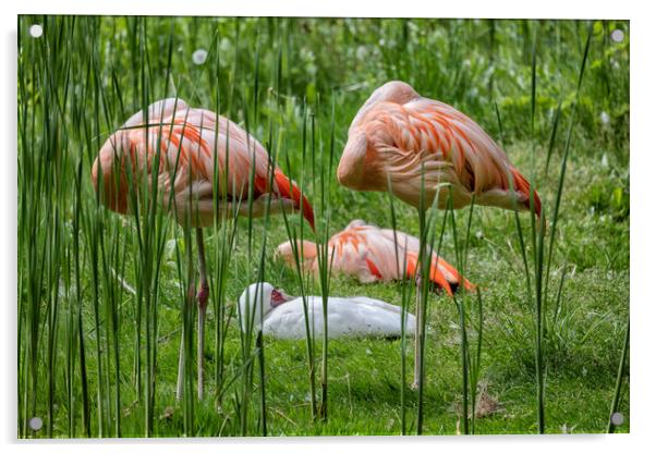 Chilean Flamingo Birds Sleeping Acrylic by Artur Bogacki