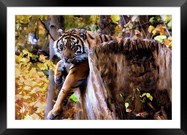 Autumn Tiger Framed Mounted Print by Elaine Manley