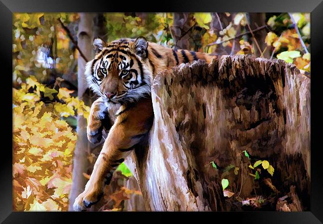 Autumn Tiger Framed Print by Elaine Manley