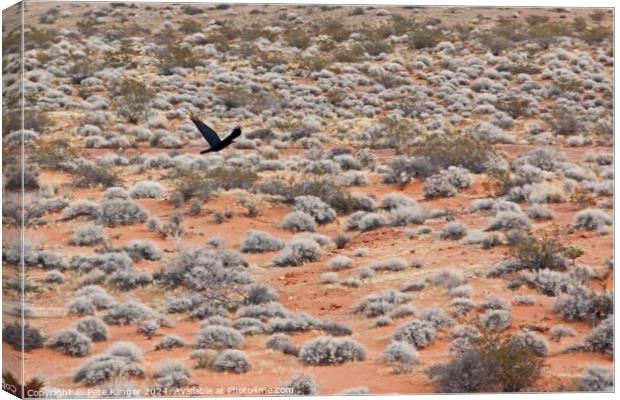 Crow over desert Canvas Print by Pete Klinger