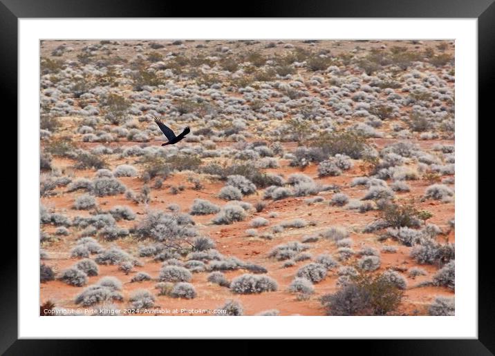 Crow over desert Framed Mounted Print by Pete Klinger