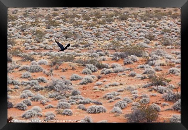 Crow over desert Framed Print by Pete Klinger