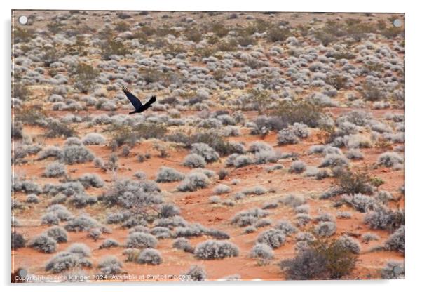 Crow over desert Acrylic by Pete Klinger