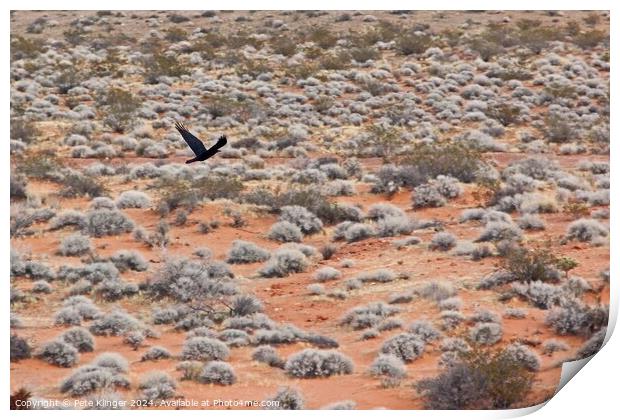 Crow over desert Print by Pete Klinger