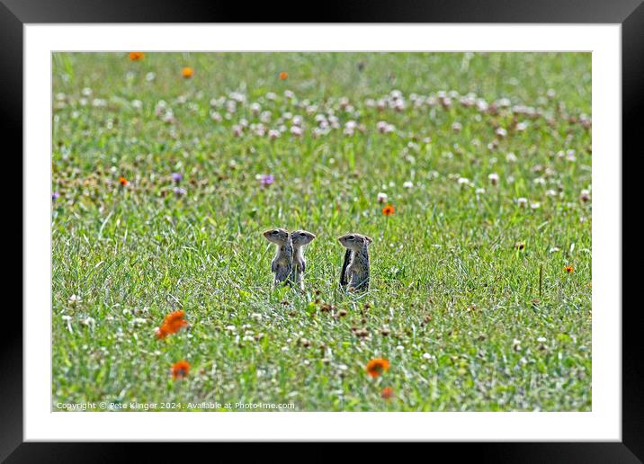 Four thirteen lined American ground squirels Framed Mounted Print by Pete Klinger