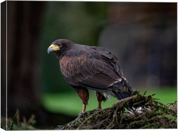 Animal bird Canvas Print by Alan Sinclair