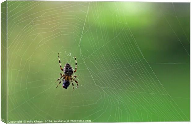 Spider and fly green backround copy space Canvas Print by Pete Klinger