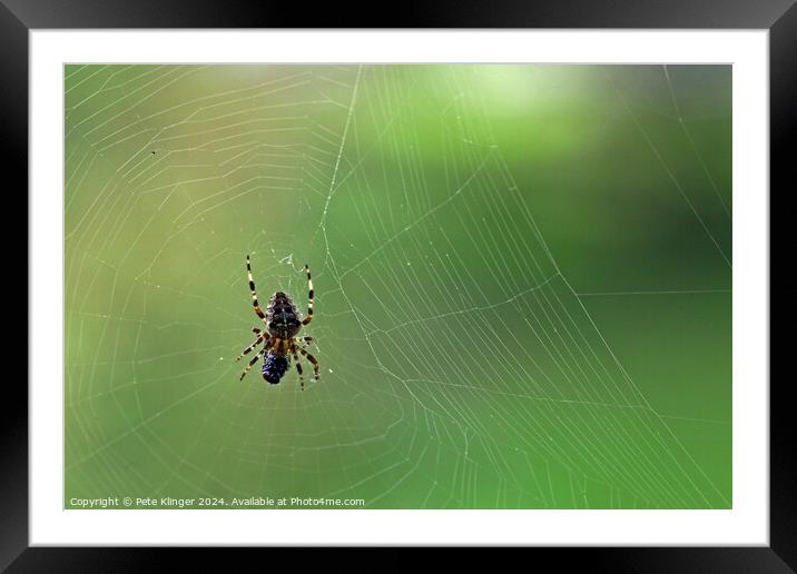 Spider and fly green backround copy space Framed Mounted Print by Pete Klinger