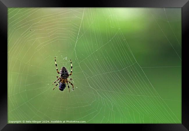 Spider and fly green backround copy space Framed Print by Pete Klinger