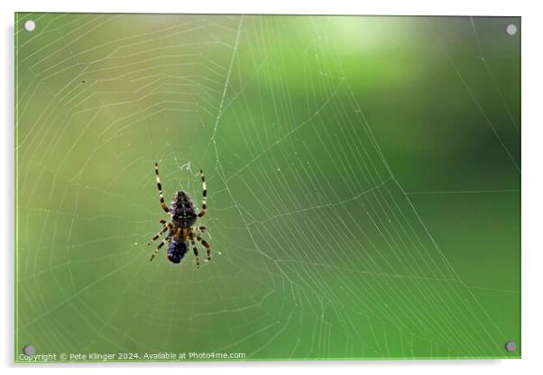 Spider and fly green backround copy space Acrylic by Pete Klinger
