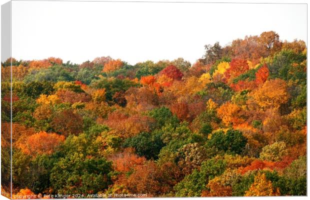 Fall Colors side of a hill Canvas Print by Pete Klinger