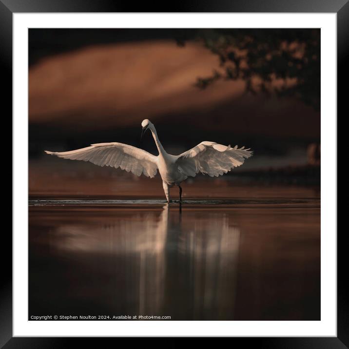 Little Egret Chasing Fish at Sunrise Framed Mounted Print by Stephen Noulton