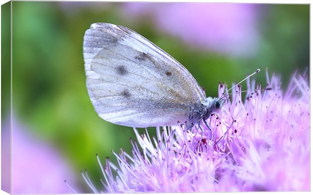 Cabbage White Butterfly Canvas Print by Elaine Manley