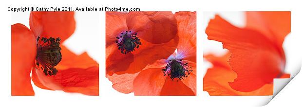 Poppies triptych (white border) Print by Cathy Pyle