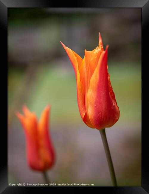 Two orange tulips Framed Print by Ironbridge Images
