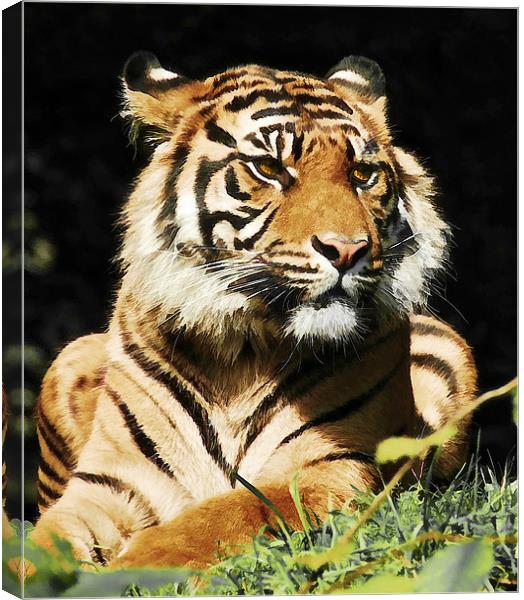 Regal Tiger Canvas Print by Elaine Manley