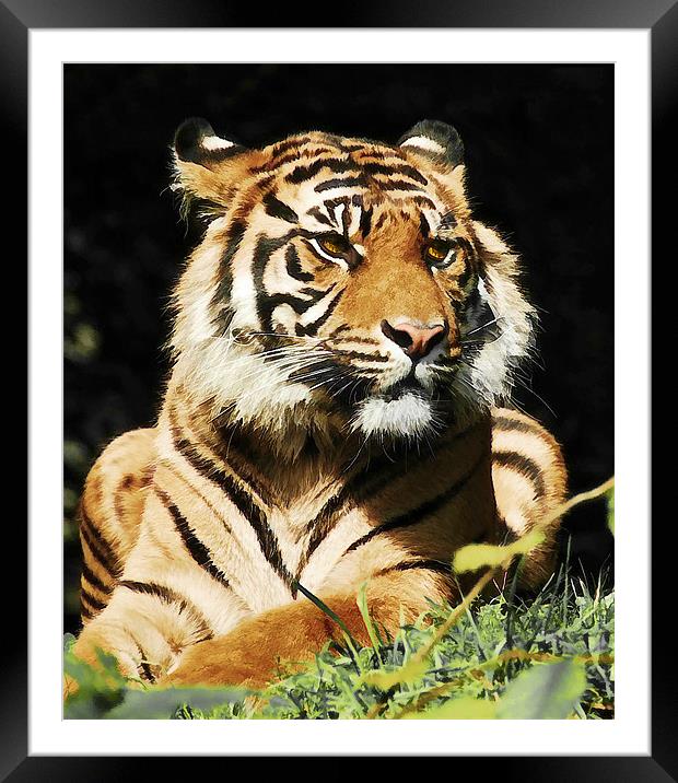 Regal Tiger Framed Mounted Print by Elaine Manley