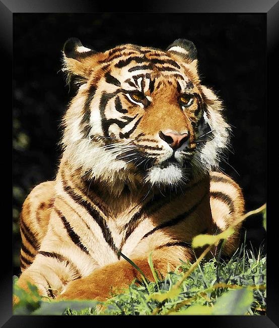 Regal Tiger Framed Print by Elaine Manley