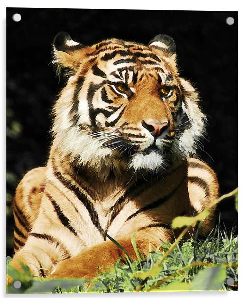 Regal Tiger Acrylic by Elaine Manley