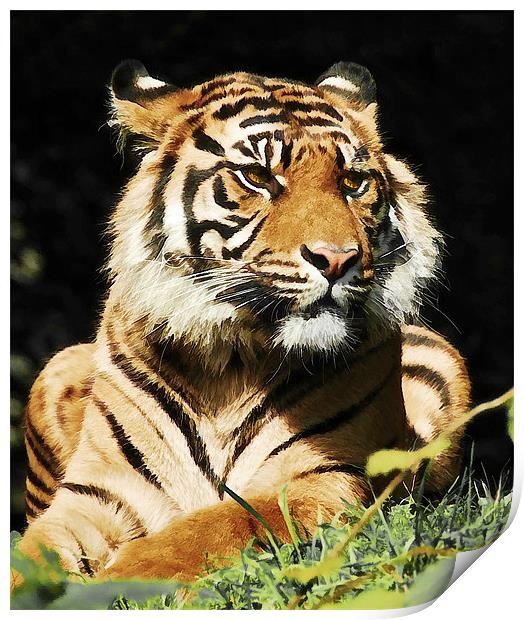 Regal Tiger Print by Elaine Manley