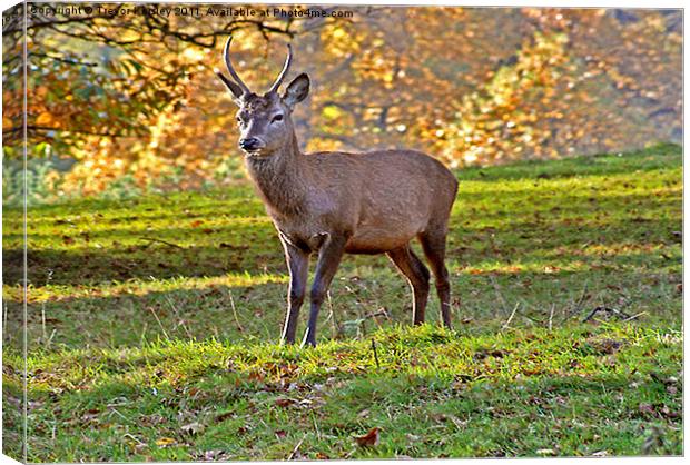 Young Red Deer Stag Canvas Print by Trevor Kersley RIP