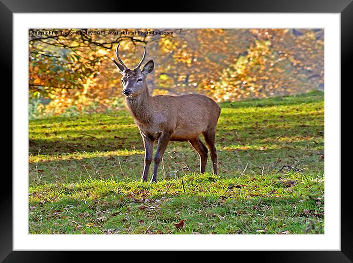 Young Red Deer Stag Framed Mounted Print by Trevor Kersley RIP