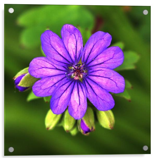 Purple Geranium Acrylic by Susan Snow