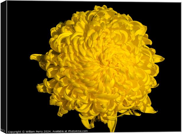 Yellow Giant Japanese Chrysanthemum Flower Kyoto Japan Canvas Print by William Perry
